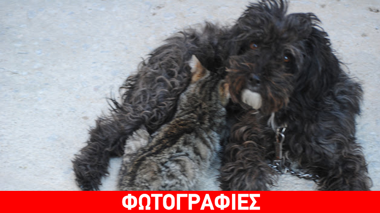 Σκόπελος: Σκυλίτσα ταΐζει γατάκι…