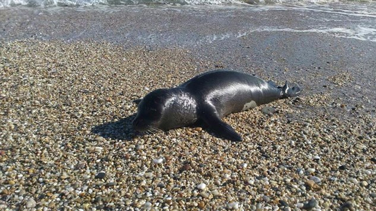 Μικρή φώκια λιάζεται στη Χαλκιδική