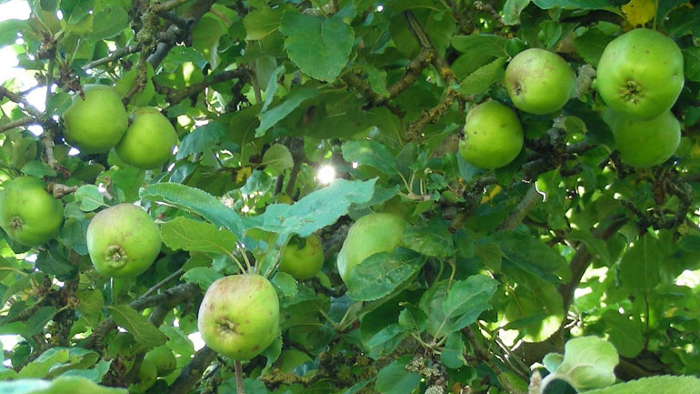 Η μηλιά του Νεύτωνα αποκτά… απογόνους!
