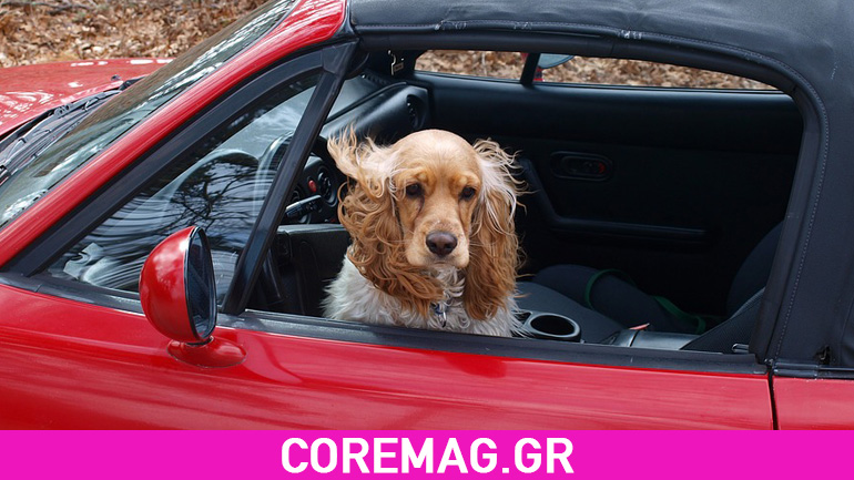 Αυτός ο σκύλος θέλει να κρατάει το χέρι του αφεντικού του ενώ οδηγεί Αυτός ο σκύλος θέλει να κρατάει το χέρι του αφεντικού του ενώ οδηγεί