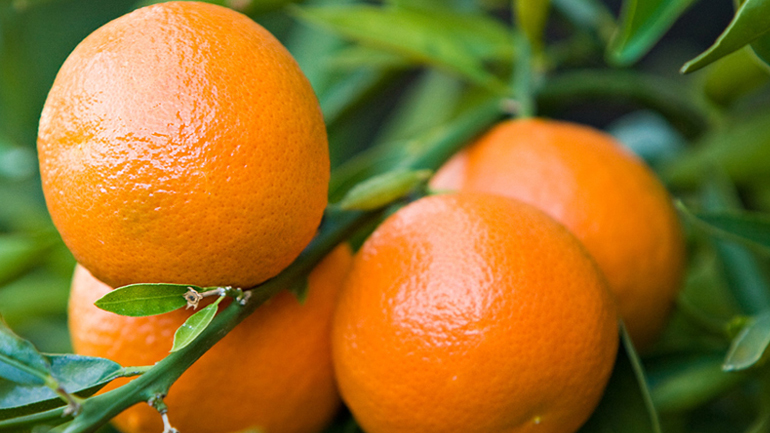 Διανομή φρούτων την Παρασκευή στις πολύτεκνες οικογένειες της Λήμνου