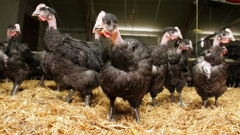 Γρίπη των πτηνών: Υψηλός κίνδυνος στο δυτικό άκρο της Γαλλίας