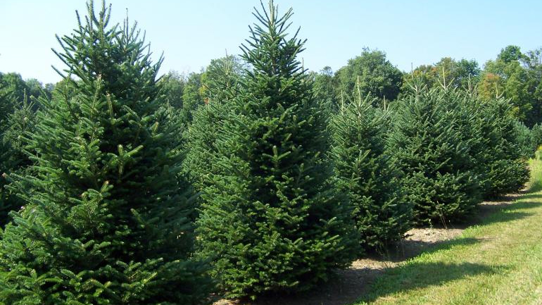 Τρίκαλα: Θα κοπούν 6.750 έλατα για τα Χριστούγεννα