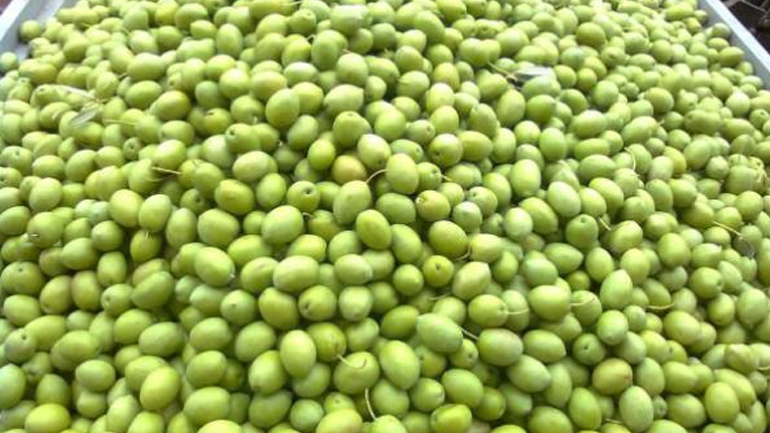 Στην ελιά της Χαλκιδικής «επενδύει» η Περιφέρεια Κεντρικής Μακεδονίας