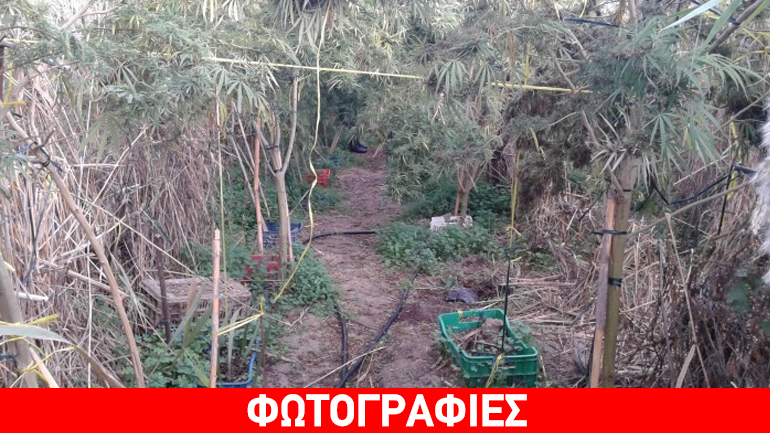 Ηράκλειο: Καλλιεργούσε κάνναβη σε απόκρημνη περιοχή
