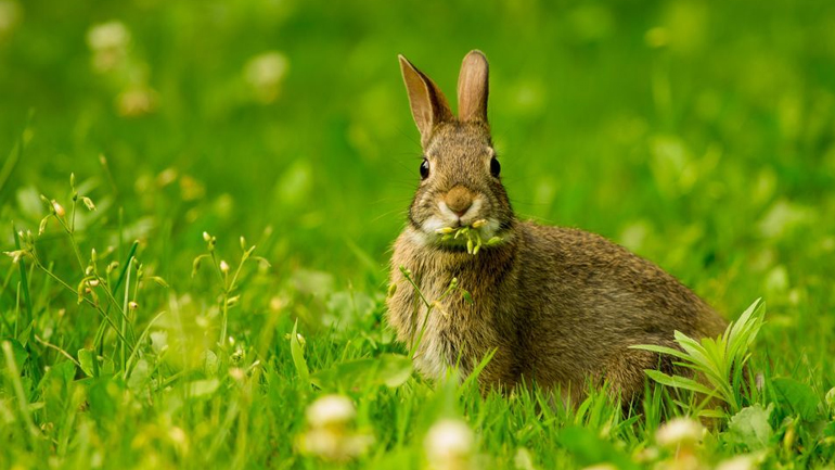 Έστησε παγίδα για τους λαγούς και έπεσε στη… φάκα της αστυνομίας