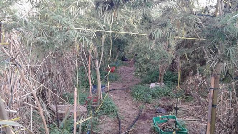 Φυτεία κάνναβης στο Ηράκλειο Κρήτης – Μία σύλληψη