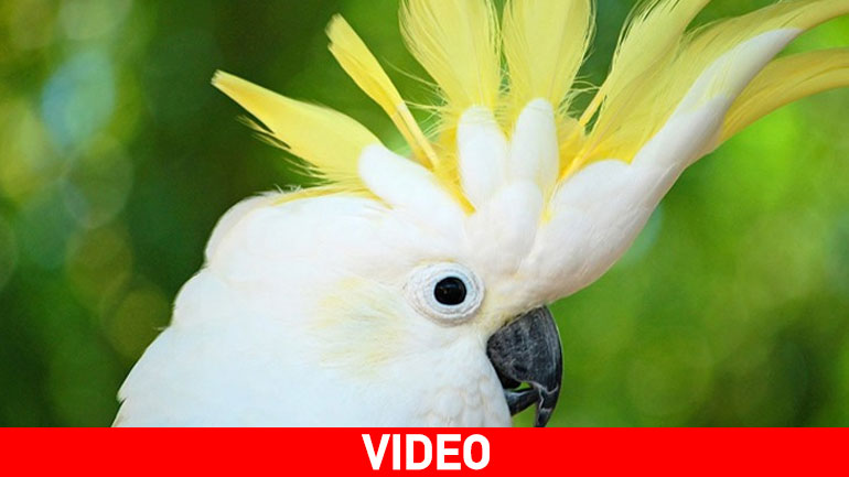 Παπαγάλος τραγουδά «Σαν πας στην Καλαμάτα»