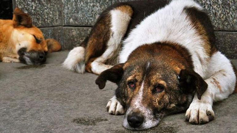 Σέρβιρε μερίδες θανάτου σε αδέσποτα