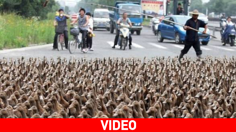 Κίνα: Τα παπάκια στη σειρά…