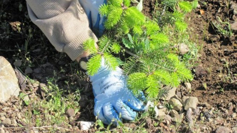 Φυτεύτηκαν 4.000 δέντρα στον Δήμο Παύλου Μελά Θεσσαλονίκης Φυτεύτηκαν 4.000 δέντρα στον Δήμο Παύλου Μελά Θεσσαλονίκης