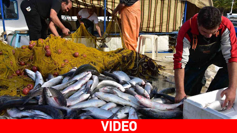 Aυτό θα πει καλή ψαριά: Τα καΐκια γέμισαν με 2 τόνους κέφαλους