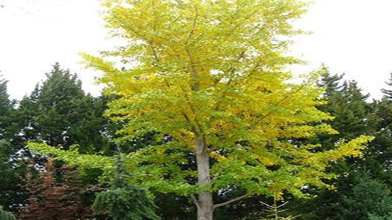 «Διαβάστηκε» το DNA του δέντρου Τζίνγκο μπιλόμπα