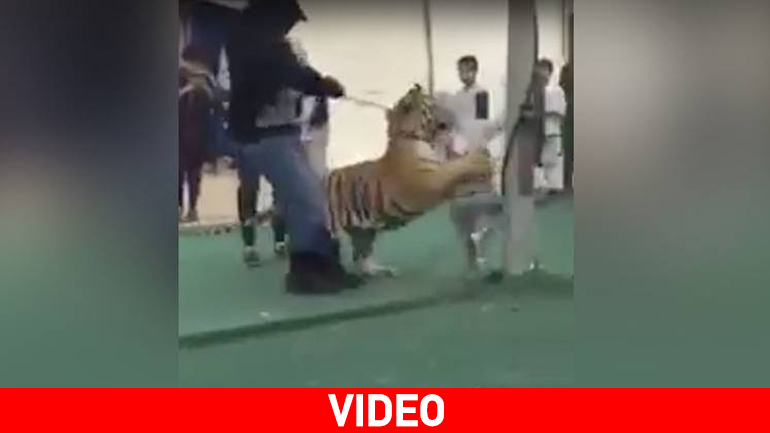 Τίγρης επιτίθεται σε κοριτσάκι μέσα σε εμπορικό κέντρο της Σαουδικής Αραβίας