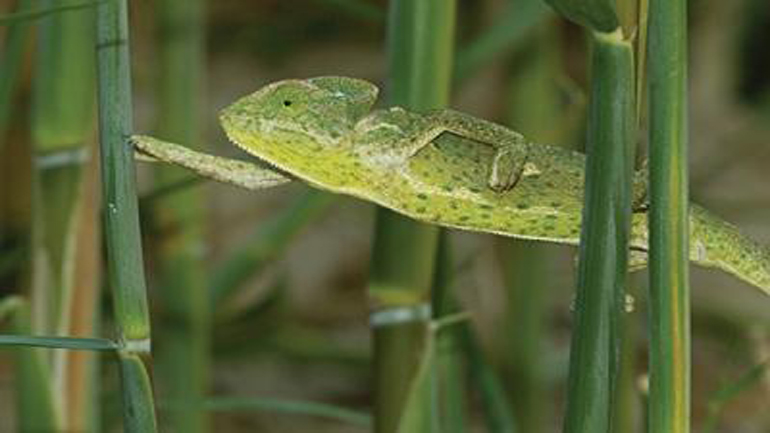 Έκθεση Φωτογραφίας, για την βιοποικιλότητα στην Ελλάδα: «Η ελληνική φύση σε σταθερή τροχιά»
