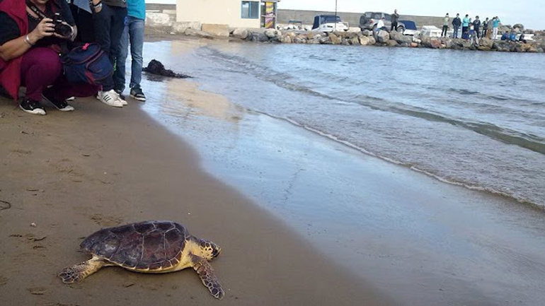 Τρεις θαλάσσιες χελώνες θα αφήσει ελεύθερες το Ενυδρείο Κρήτης