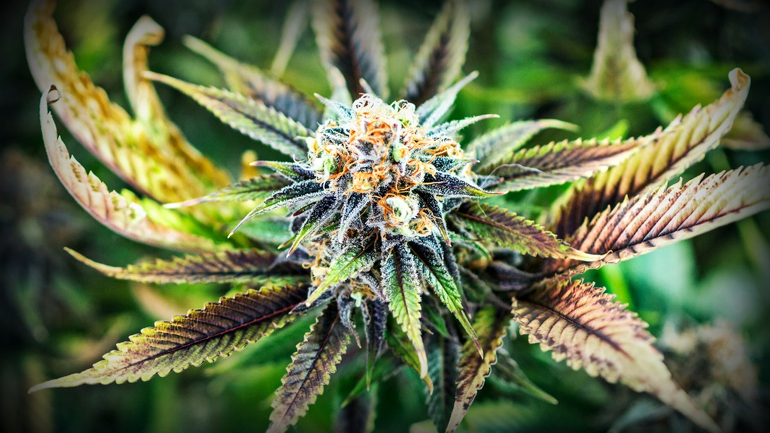 Λουτράκι: Κυκλοφορούσε με το χασίς στην τσέπη