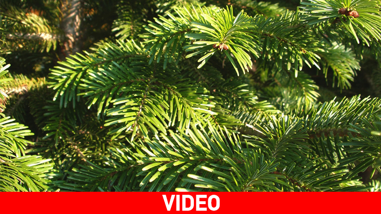 Ξεκίνησε η κοπή των χριστουγεννιάτικων δέντρων στη Χαλκιδική