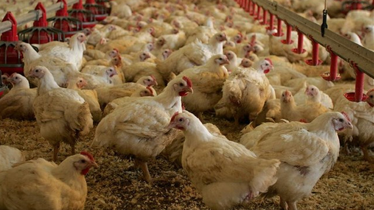 Εστία της γρίπης των πτηνών Η5Ν8 εντοπίστηκε στη Σουηδία