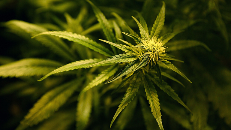 Η κάνναβη τον έστειλε… κρατητήριο