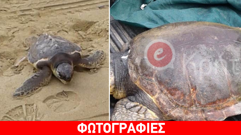 Ηράκλειο: Τρεις χελώνες κολύμπησαν προς την ελευθερία
