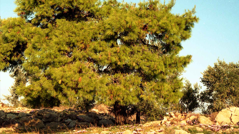 Ρέθυμνο: Ψεκάζουν τα πεύκα για να τα… σώσουν