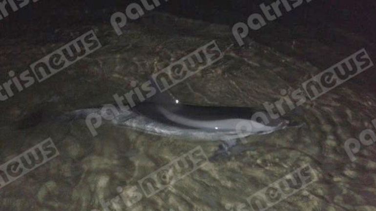 Πύργος: Συγκινητική προσπάθεια διάσωσης ενός δελφινιού