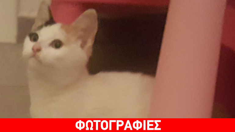 Υιοθετήστε μια αξιολάτρευτη γατούλα