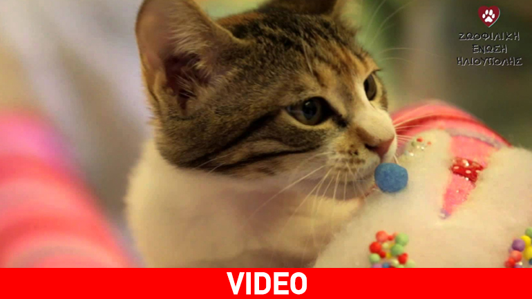 Έρχεται το Χριστουγεννιάτικο παζάρι της Ζωοφιλικής Ένωσης Ηλιούπολης…