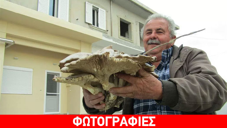 Κρήτη: Μανιτάρι-γίγας 6,5 κιλών στο Μορόνι Ηρακλείου Κρήτη: Μανιτάρι-γίγας 6,5 κιλών στο Μορόνι Ηρακλείου