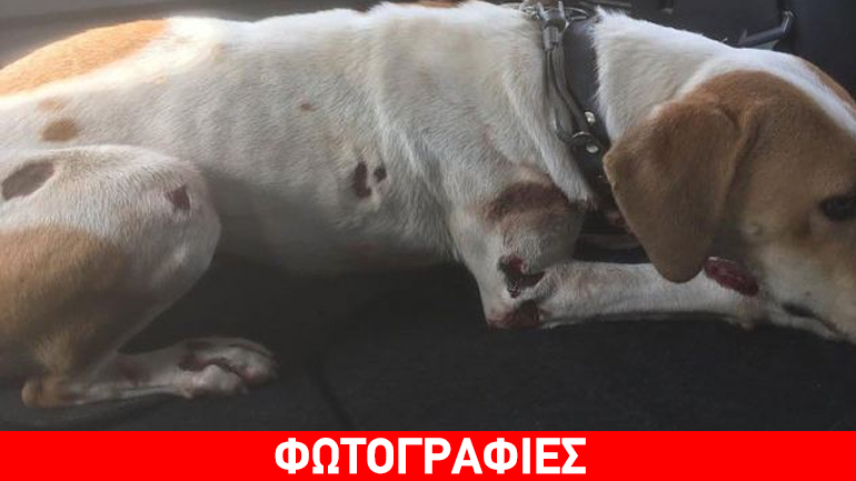 Φωκίδα: 65χρονος έσερνε τον σκύλο με το αυτοκίνητο