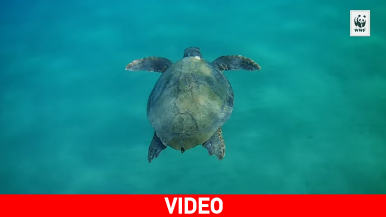 Χρονιά ρεκόρ για την καρέτα στη Ζάκυνθο