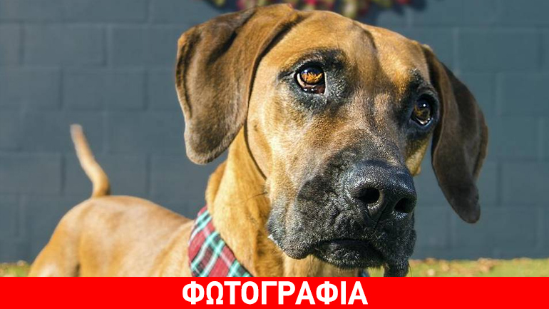 Χριστουγεννιάτικο bazaar από τον σύλλογο «SOS Aδέσποτα Βριλησσίων»/10-11 Δεκεμβρίου στο Πάρκο ΤΥΠΕΤ