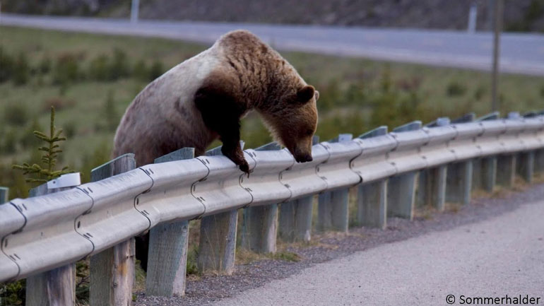 Νέα εμφάνιση των δύο νεαρών αρκούδων στην Καστοριά
