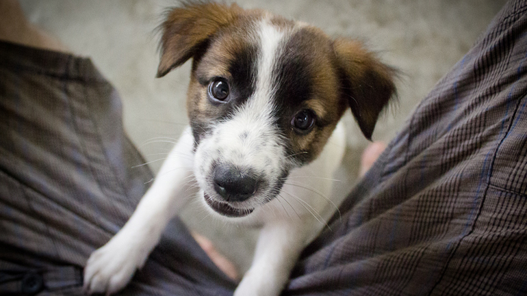Νεκρά τρία σκυλιά από φόλα στην Πάτρα