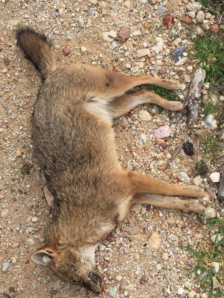 Ανεύρεση νεκρής αλεπούς στην Πάρνηθα