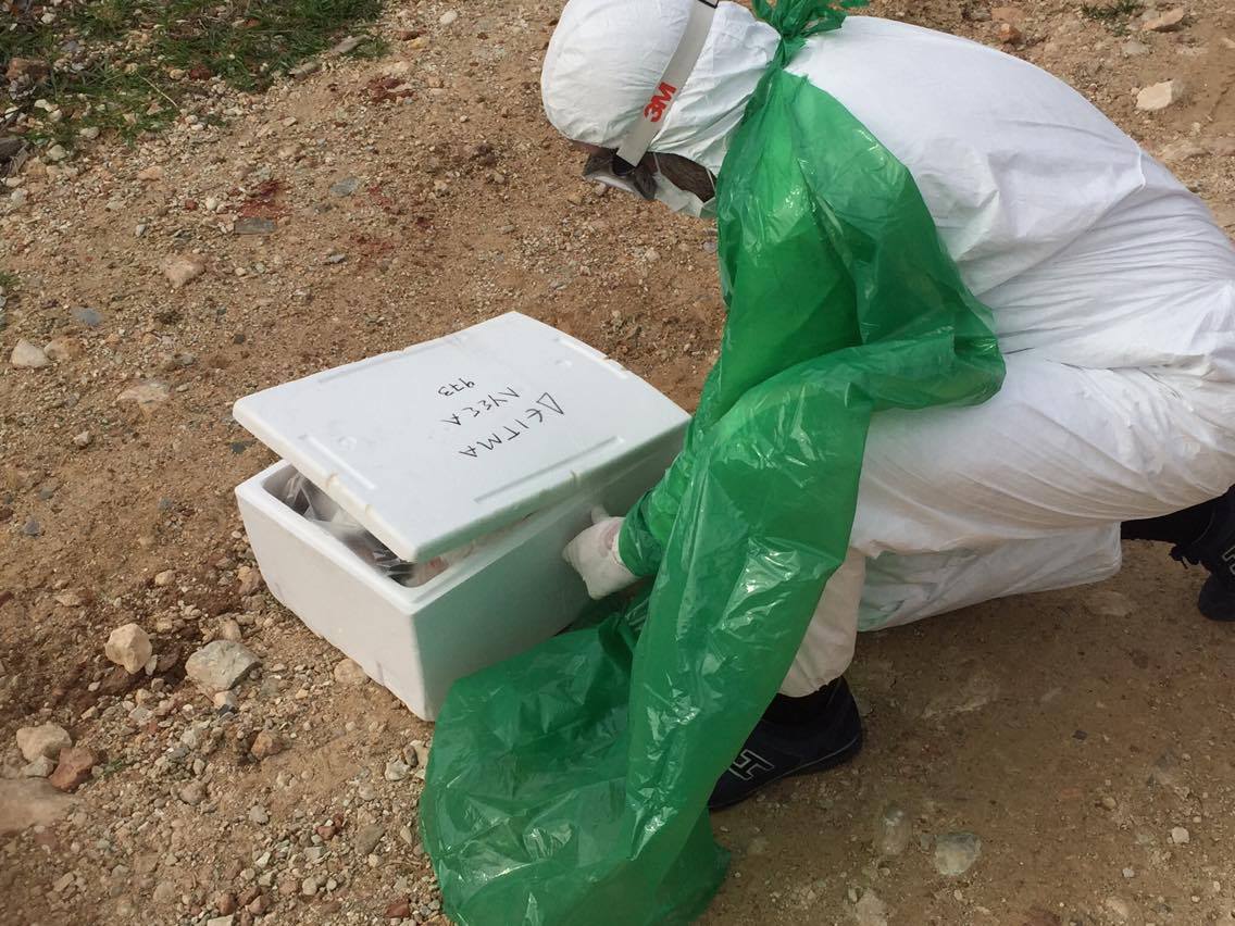 Συλλογή ζώων που έχουν προσβληθεί από λύσσα