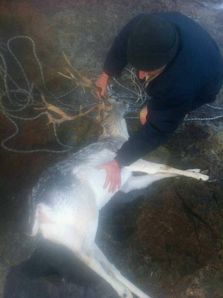 Φροντίδα τραυματισμένου ελαφιού