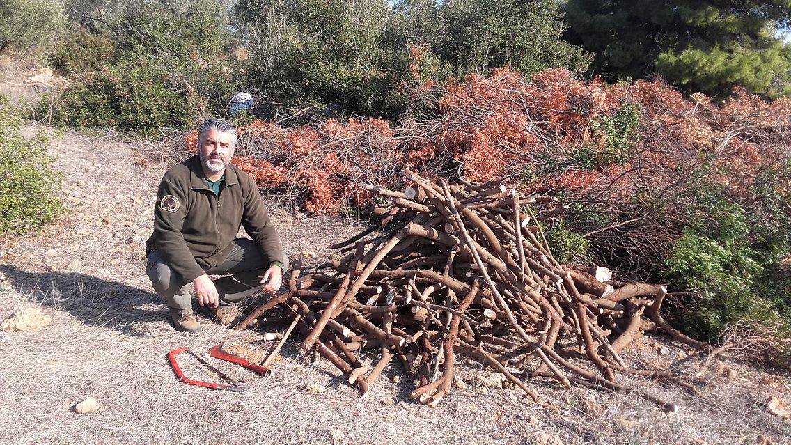 Περιστατικό λαθροϋλοτομίας