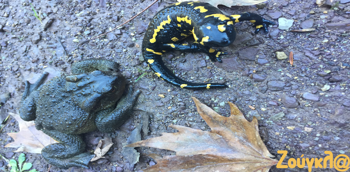 Όταν η σαλαμάνδρα συνάντησε τον φρύνο
