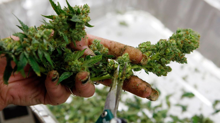 Η κάνναβη έφερε χειροπέδες