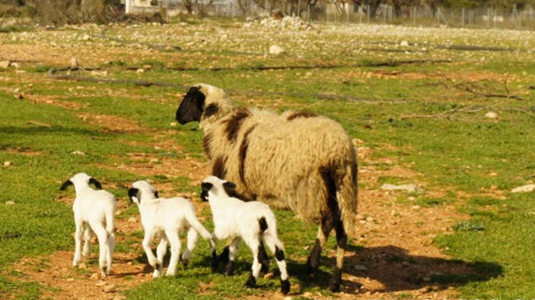 Μυτιλήνη: Επιβεβαιώθηκε εστία ευλογιάς σε κτηνοτροφική εκμετάλλευση