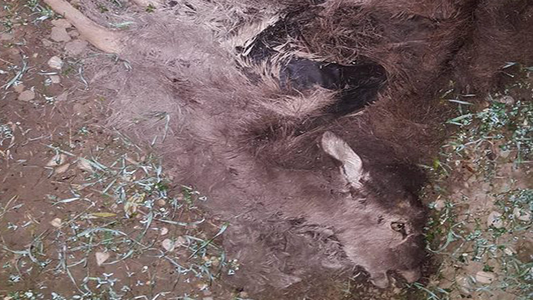 Άγνωστοι σκότωσαν 14 ελάφια στη Ρόδο – σε εξέλιξη έρευνες της αστυνομίας και της θηροφυλακής