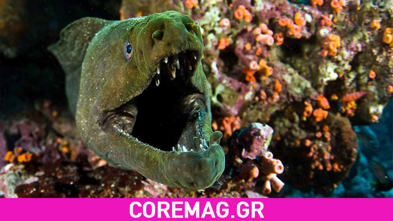 Σμέρνα VS χταπόδι & σμέρνα VS κάμεραμαν