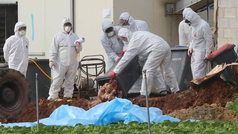 Ιαπωνία: Θανάτωση πουλερικών λόγω γρίπης των πτηνών