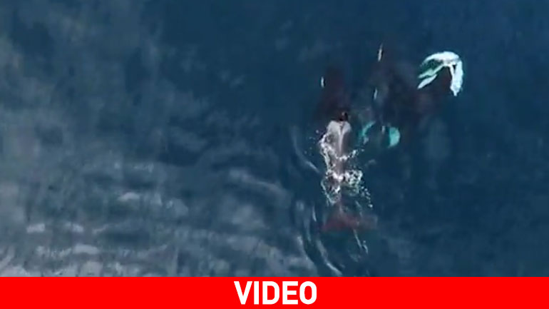 Όρκες κατασπαράζουν καρχαρία