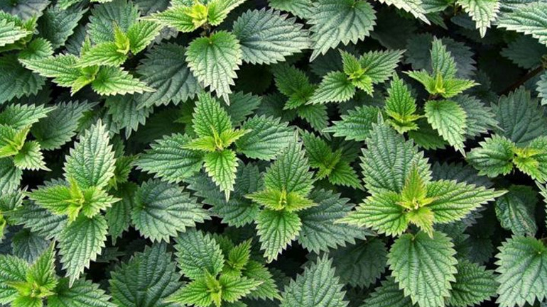 Ο λόγος που θα πρέπει να βάλουμε την τσουκνίδα στη διατροφή μας