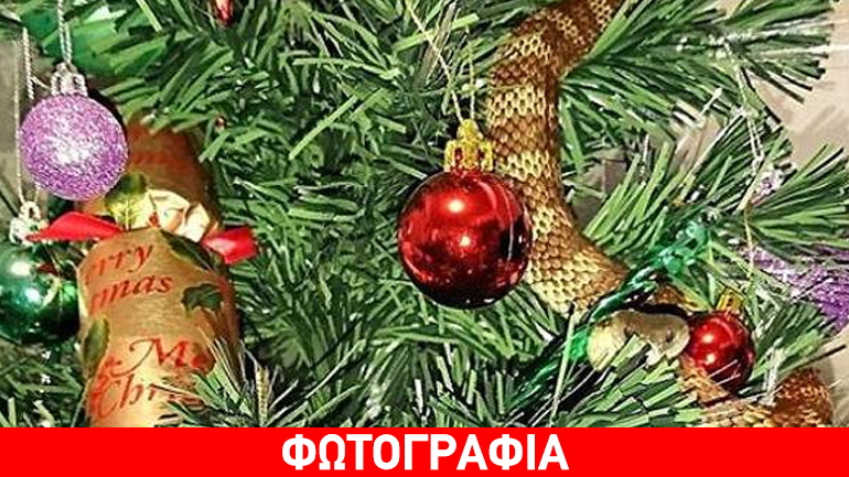 Το φίδι έγινε… γιρλάντα σε χριστουγεννιάτικο δέντρο Το φίδι έγινε… γιρλάντα σε χριστουγεννιάτικο δέντρο