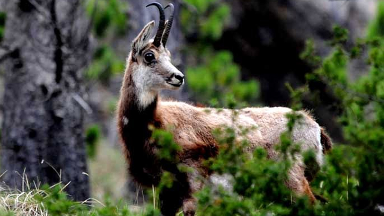 Συνεργασία όλων για την προστασία του αγριόγιδου