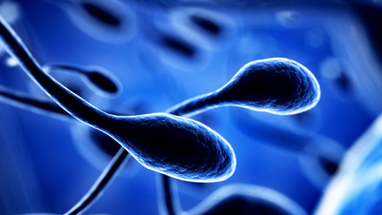 Πώς το υγρό μέσα στο οποίο κολυμπούν τα σπερματοζωάρια επηρεάζει την κίνησή τους